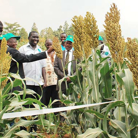 Makerere University Regional Center for Crop Improvement (MaRCCI)